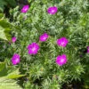 'Max Frei' Bloody Cranesbill 2 'Max Frei' Bloody Cranesbill -Great Garden Plants 604 Geranium max frei 1