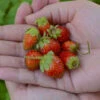 'Tristan' Everbearing Strawberry -Great Garden Plants 611Fragariaananassa Tristan 1