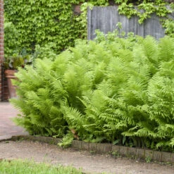 Ostrich Fern 11 Ostrich Fern -Great Garden Plants 626543a673f8afd08445d32991d15d27