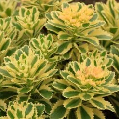 Great Garden Plants 40 'Atlantis' Stonecrop