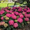 Endless Summer® Summer Crush® Bigleaf Hydrangea -Great Garden Plants 640 2722 popup