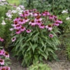 Color Coded® 'The Fuchsia Is Bright' Coneflower -Great Garden Plants 661 Color Coded The Fuchsia Is Bright Coneflower 1