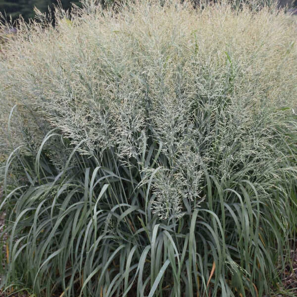 Prairie Winds® 'Niagara Falls' Switchgrass 3 Prairie Winds® 'Niagara Falls' Switchgrass