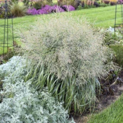 Prairie Winds® 'Niagara Falls' Switchgrass 8 Prairie Winds® 'Niagara Falls' Switchgrass -Great Garden Plants 666 Prairie Winds Niagara Falls Switchgrass 3