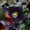 Honeymoon® New York Night Lenten Rose -Great Garden Plants 668 Honeymoon New York Night Lenten Rose 1