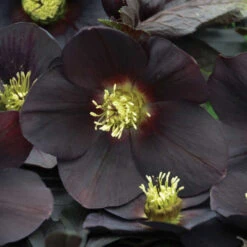 Honeymoon® New York Night Lenten Rose -Great Garden Plants 668 Honeymoon New York Night Lenten Rose 2