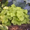 Primo® Pistachio Ambrosia Coral Bells 1 Primo® Pistachio Ambrosia Coral Bells -Great Garden Plants 669 Primo Pistachio Ambrosia Coral Bells 1