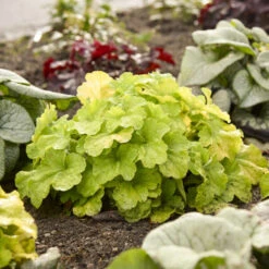 Primo® Pistachio Ambrosia Coral Bells -Great Garden Plants 669 Primo Pistachio Ambrosia Coral Bells 3