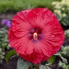 Summerific® 'Valentine's Crush' Perennial Hibiscus -Great Garden Plants 671 Summerific Valentine s Crush Prennial Hibiscus 2