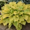 Shadowland® 'Echo The Sun' Hosta -Great Garden Plants 673 Shadowland Echo The Sun Hosta 2