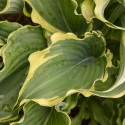Shadowland® 'Voices In The Wind' Hosta 9 Shadowland® 'Voices In The Wind' Hosta -Great Garden Plants 675 Shadowland Voices In The Wind Hosta 3