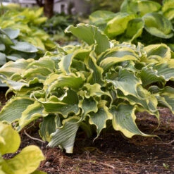 Shadowland® 'Voices In The Wind' Hosta 10 Shadowland® 'Voices In The Wind' Hosta -Great Garden Plants 675 Shadowland Voices In The Wind Hosta 4