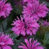 Upscale™ 'Lavender Taffeta' Bee Balm -Great Garden Plants 680 Upscale Lavender Taffeta Bee Balm 1