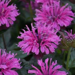Upscale™ 'Lavender Taffeta' Bee Balm