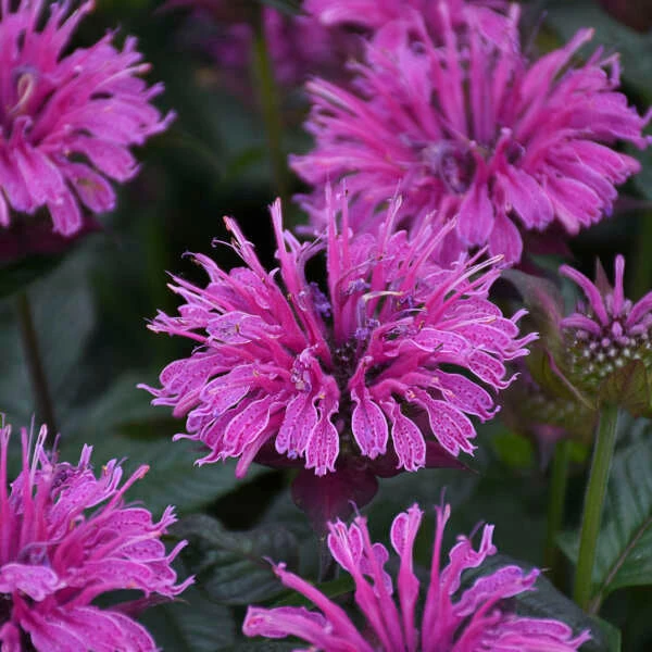 Upscale™ 'Lavender Taffeta' Bee Balm 3 Upscale™ 'Lavender Taffeta' Bee Balm
