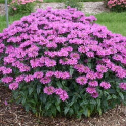 Upscale™ 'Lavender Taffeta' Bee Balm 8 Upscale™ 'Lavender Taffeta' Bee Balm -Great Garden Plants 680 Upscale Lavender Taffeta Bee Balm 3