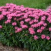 Upscale™ 'Pink Chenille' Bee Balm -Great Garden Plants 681 Monarda Pink Chenille Bee Balm 1