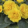 Prima Belarina® 'Spring Sun' Primrose