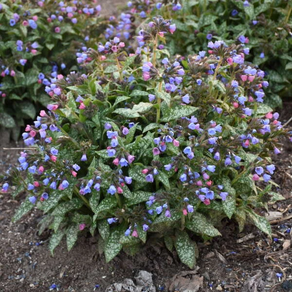 'Pink-a-Blue' Lungwort 5 'Pink-a-Blue' Lungwort - Image 3