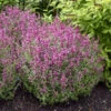 'Rosie Posie' Hummingbird Mint -Great Garden Plants 691 Rosie Posie Hummingbird Mint 2