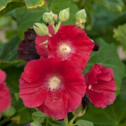 'Mars Magic' Hollyhock -Great Garden Plants 694 Mars Magic Hollyhock 2