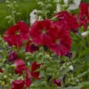 'Mars Magic' Hollyhock -Great Garden Plants 694 Mars Magic Hollyhock 3