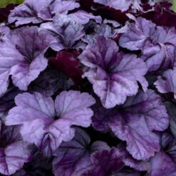 Dolce® 'Wildberry' Coral Bells -Great Garden Plants 6ba28e8aa1412fb50d7cd302fba8207e