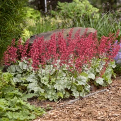Dolce® 'Spearmint' Coral Bells -Great Garden Plants 6fd96cbc9202b8d92e765d646a4941aa