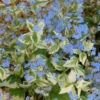 'Variegata' Siberian Bugloss -Great Garden Plants 701 Variegata Siberian Bugloss 1
