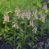 'Dalmatian Peach' Foxglove -Great Garden Plants 703 Dalmatian Peach Foxglove 2