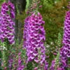 'Dalmatian Purple' Foxglove -Great Garden Plants 704 Dalmatian Purple Foxglove 1