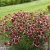 Designer Threads™ 'Heartstrings' Tickseed -Great Garden Plants 707330cee95db2256eedcb860ee7326c