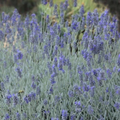 'Silver Mist' Lavender 6 'Silver Mist' Lavender -Great Garden Plants 713 Silver Mist Lavender 2