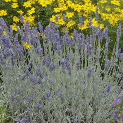 'Silver Mist' Lavender 7 'Silver Mist' Lavender -Great Garden Plants 713 Silver Mist Lavender 3
