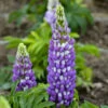 Mini Gallery™ Blue Bicolor Lupine -Great Garden Plants 714 Mini Gallery Blue Bicolor Lupine