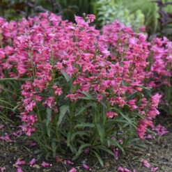 Bejeweled™ 'Pink Pearls' Beardtongue -Great Garden Plants 7206b84fdb86834eddf508c792f96850
