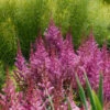 'Maggie Daley' Astilbe 2 'Maggie Daley' Astilbe -Great Garden Plants 731 Maggie Daley Astilbe