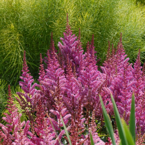 'Maggie Daley' Astilbe 3 'Maggie Daley' Astilbe