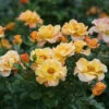Suñorita® Rose 2 Suñorita® Rose -Great Garden Plants 747 3062 popup