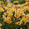 'Summer Breeze' Peruvian Lily -Great Garden Plants 7a7969d52cd4690638bd54c4b2452df1