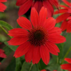 Sombrero® Salsa Red Coneflower -Great Garden Plants 83f01a0420fa49b16e7eacffe9a67ecb