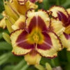 Rainbow Rhythm® 'Blazing Glory' Daylily -Great Garden Plants 85241d38d711213c31065f3ee4ea8d7d