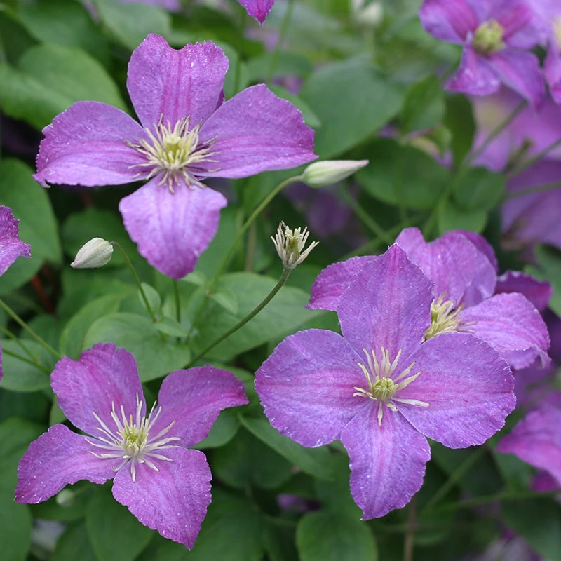 Jolly Good™ Clematis 3 Jolly Good™ Clematis