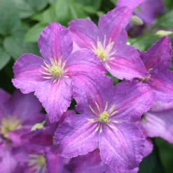 Jolly Good™ Clematis 8 Jolly Good™ Clematis -Great Garden Plants 859 4168 popup