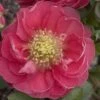 Double Take Pink™ Flowering Quince -Great Garden Plants 866 3640 popup sw