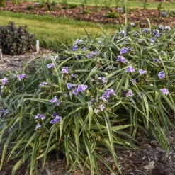 'Webmaster' Spiderwort 8 'Webmaster' Spiderwort -Great Garden Plants 88705ec5361d203d455270bdb04ad016