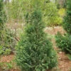Pinpoint® Blue & Gold False Cypress -Great Garden Plants 897 4175 popup