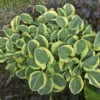 'Mighty Mouse' Hosta 1 'Mighty Mouse' Hosta -Great Garden Plants 935286a1f010f7e6fc1f7f2ff38485cc