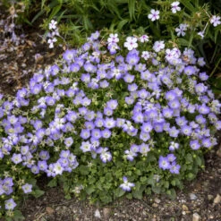 Mini Marvels™ Twilight Bellflower -Great Garden Plants 9d63878ce250089d742718d44822b130