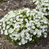 Mini Marvels™ Starbright Bellflower -Great Garden Plants 9ddaabe97f4ce27c77b3bb65bcb5abe1